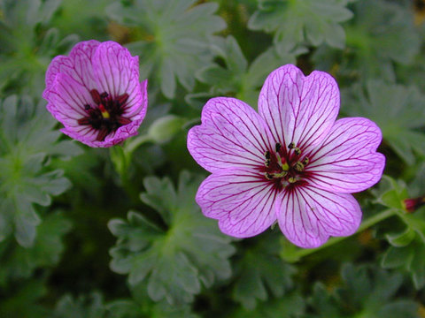 geranium_cinereum_Ballerin2.jpg