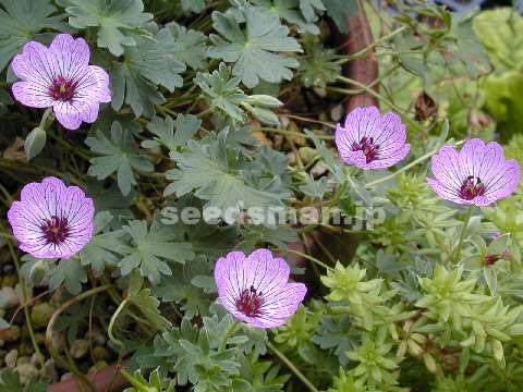 geranium_cinereum_Ballerina030703.jpg