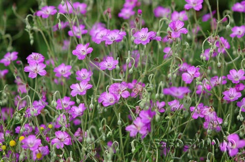geranium_sp_SilverShadow070612.jpg