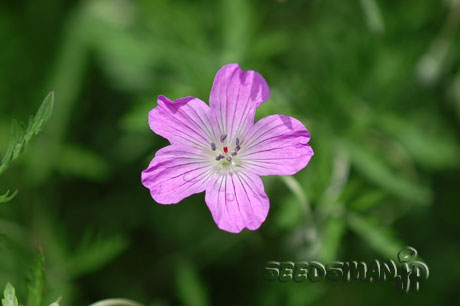 geranium_species_SilverShadow070531.jpg