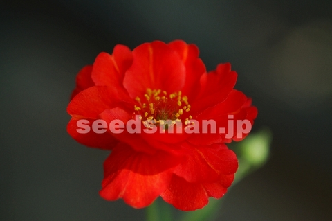 geum_flore_plena_BlazingSunset060601.jpg