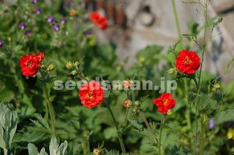 geum_flore_plena_BlazingSunset070430.jpg