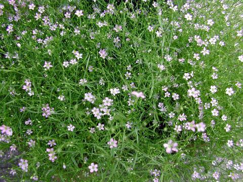 gypsophila_muralis_gardenbr-thumb.jpg