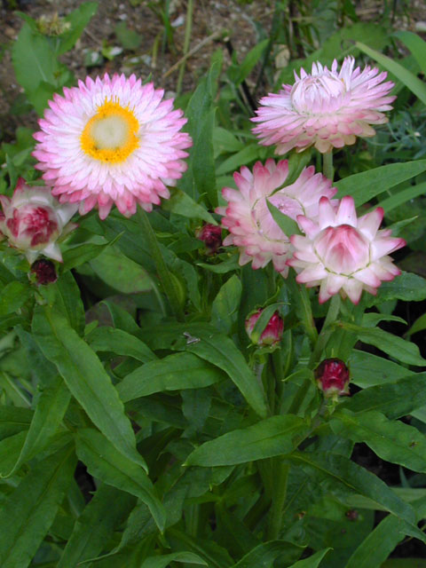 helichrysum_bracteatum050724.jpg