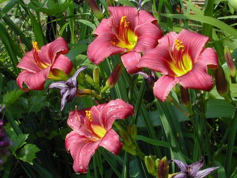 hemerocallis_littledandy5-thumb.jpg