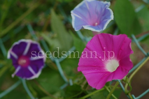 ipomoea_tricolor_CandyPink070716.jpg