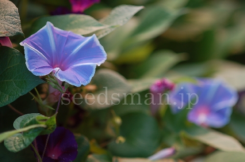 ipomoea_tricolor_CandyPink070806-2.jpg