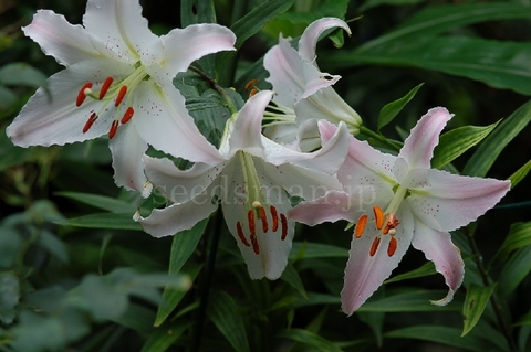 lilium_MarcoPolo070718-2.jpg