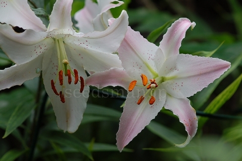 lilium_MarcoPolo070718.jpg