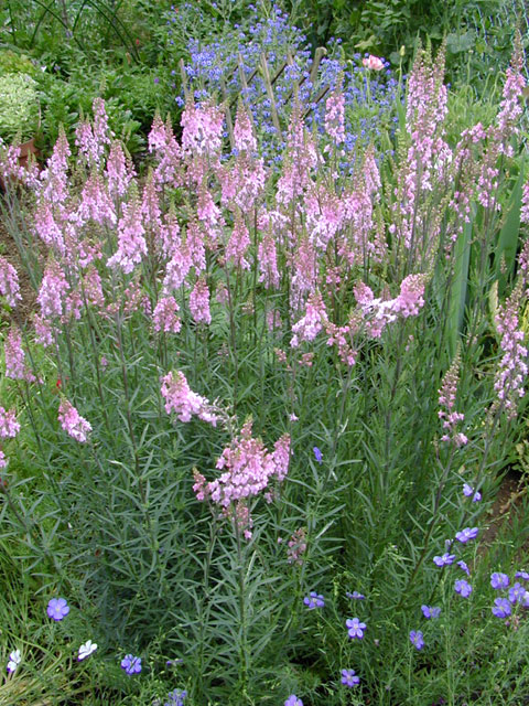 linaria_purpurea_canonwent9.jpg