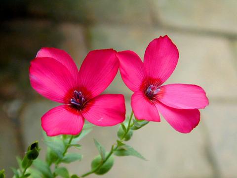linum1-thumb.jpg