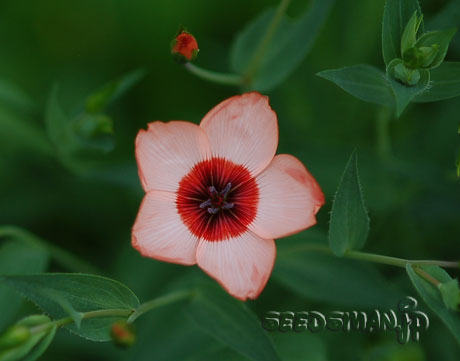 linum_grandiflorum_CharmerMixed070514-2.jpg
