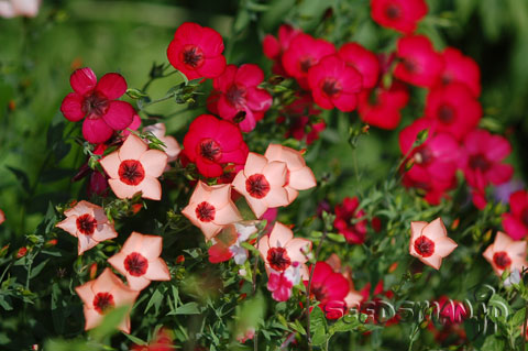 linum_grandiflorum_CharmerMixed070524.jpg