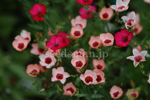 linum_grandiflorum_CharmerMixed070529.jpg