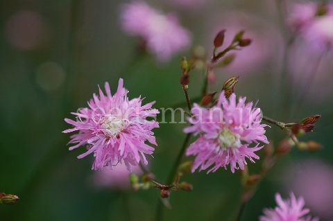 lychnis_Jenny070510.jpg