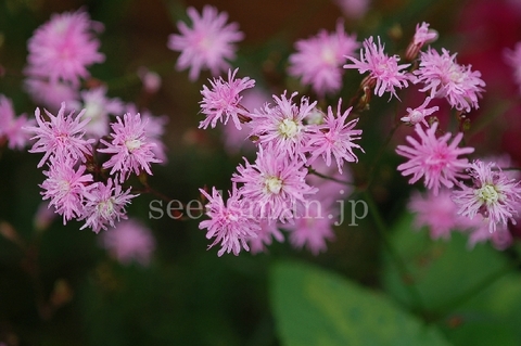 lychnis_Jenny070519.jpg