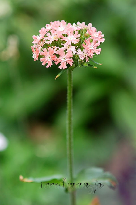lychnis_chalcedonica_DuskySalmon060607.jpg