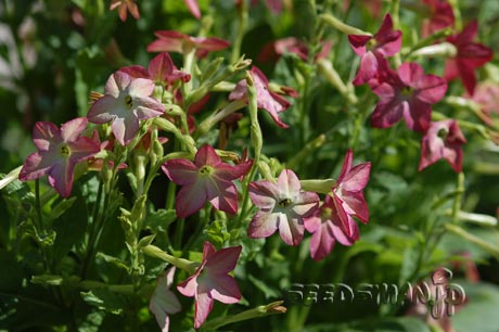 nicotiana_Lime&PurpleBicolor070623.jpg