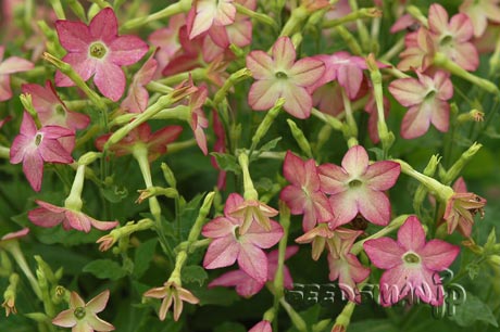 nicotiana_Lime&PurpleBicolor070624.jpg