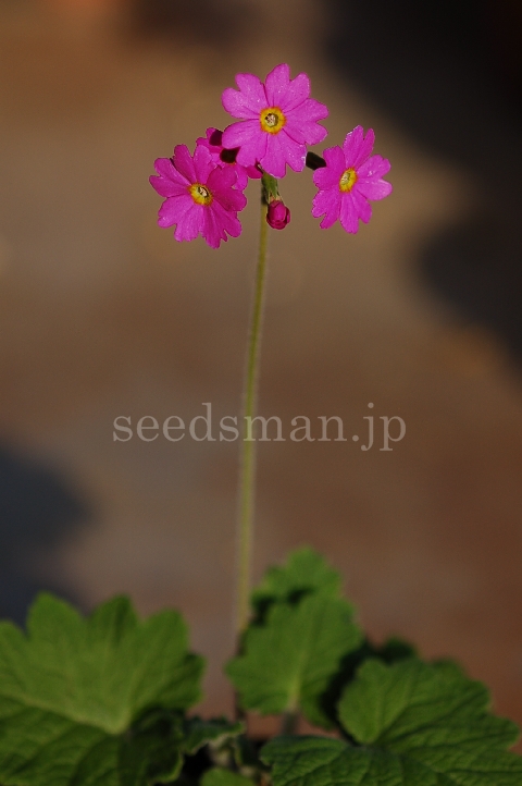 p_kisoana070502.jpg
