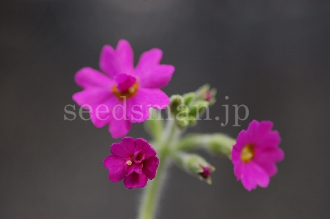 p_kisoana070510.jpg