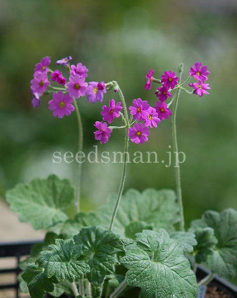 p_kisoana070515-2.jpg