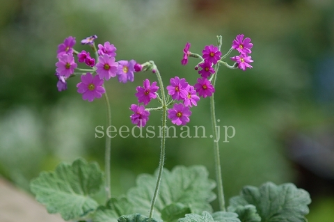 p_kisoana070515.jpg