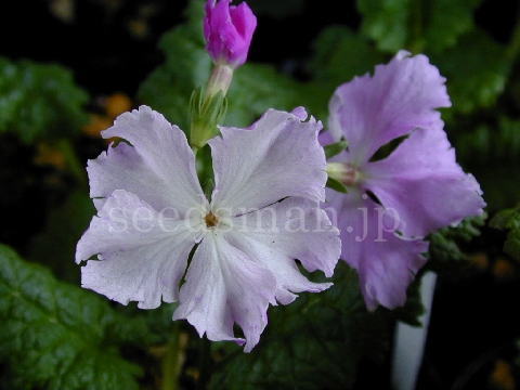 p_sieboldii_Shimenokoh050420.jpg