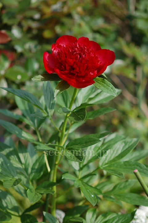 paeonia_RedCharm080508-2.jpg
