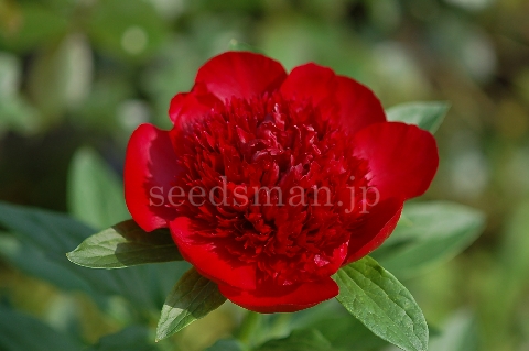 paeonia_RedCharm080508.jpg