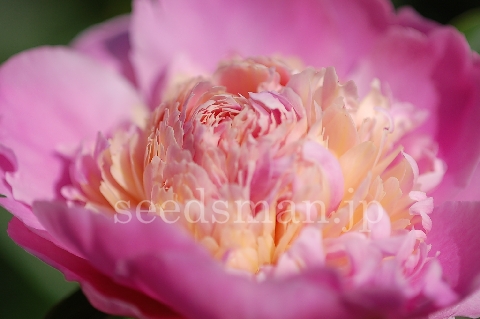 paeonia_Sorbet070516.jpg