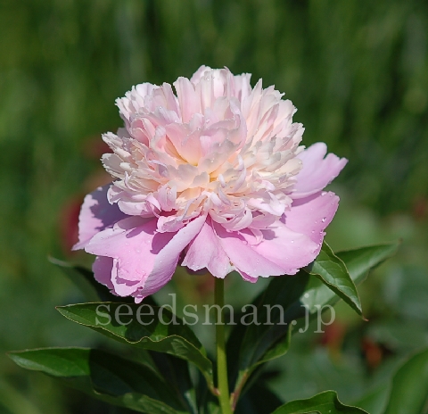 paeonia_Sorbet070518.jpg