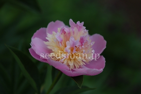 paeonia_Sorbet070519.jpg