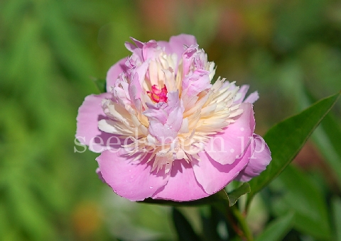 paeonia_Sorbet070520.jpg