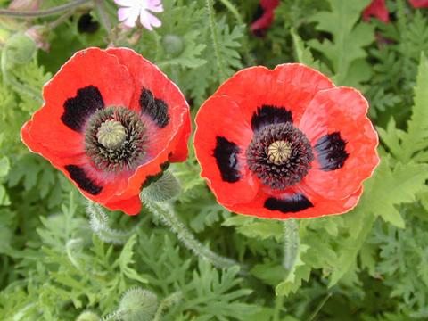 papaver_LadyBird2-thumb.jpg