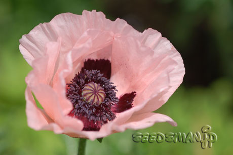 papaver_oriental_CoralReef070531.jpg