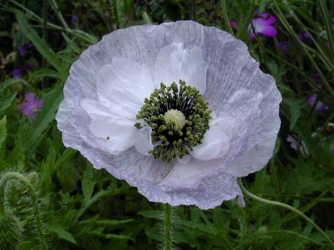 papaver_rhoeas_MotherPearl2-thumb.jpg