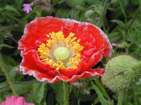 papaver_rhoeas_Shirley1-thumb.jpg
