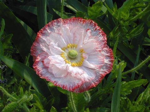 papaver_rhoeas_engelschoi11-thumb.jpg