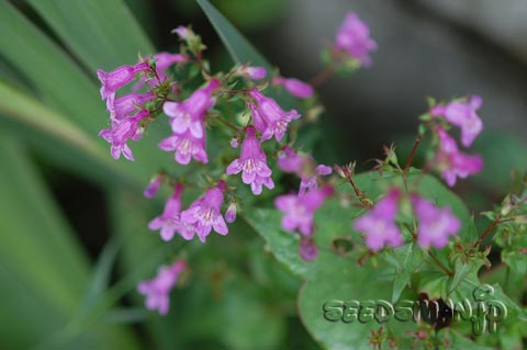 penstemon_smallii_VioletDusk070612.jpg