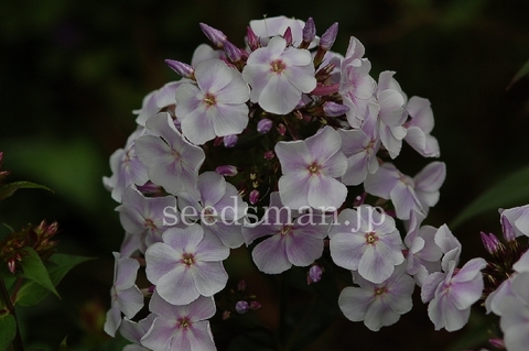 phlox_FranzSchubert070622.jpg
