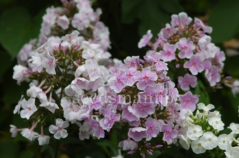 phlox_FranzSchubert070701.jpg