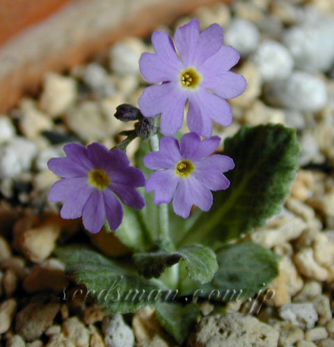 primula_darialica040406.jpg