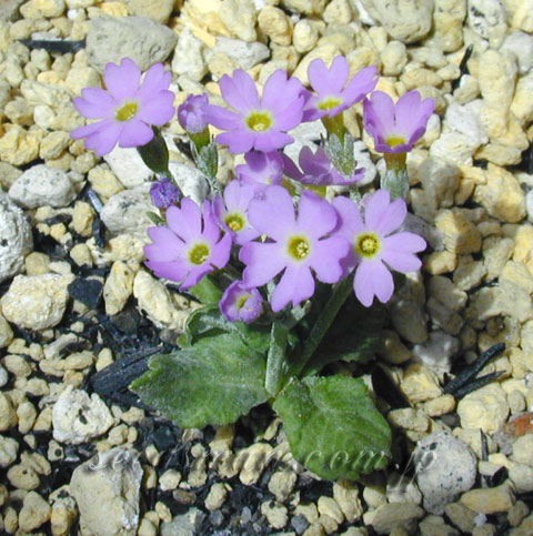 primula_darialica040408.jpg