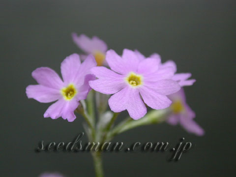 primula_darialica040412.jpg