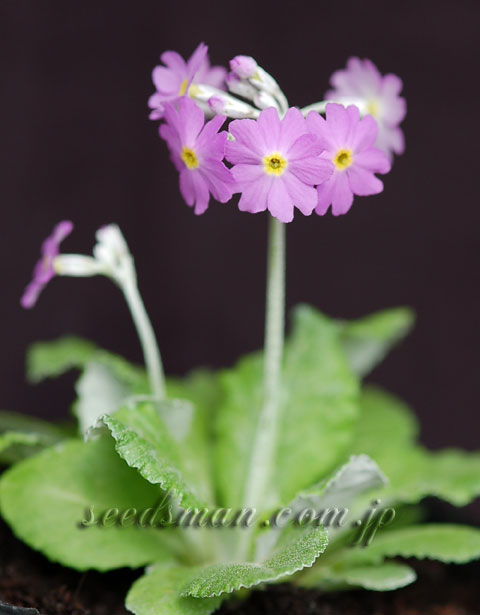 primula_darialica060411.jpg