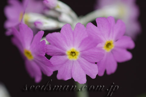 primula_darialica0604112.jpg