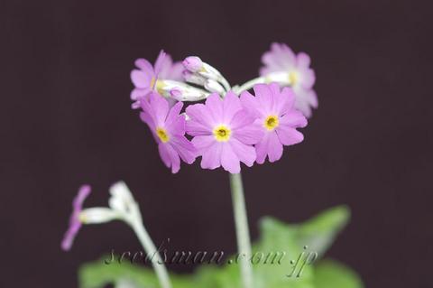 primula_darialica0604122-thumb.jpg