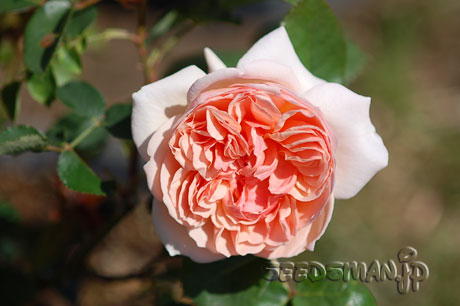 rosa_Evelyn070522.jpg