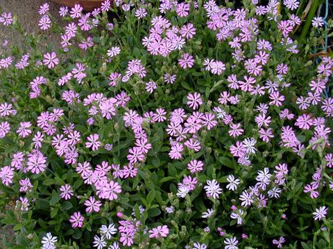 silene_colorata_pinkpirouette4-thumb.jpg